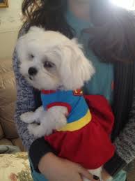 Super Dog Mia Maltese Puppy Teacup Puppies Maltese Maltese Dogs