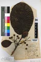 Image result for Mitragyna stipulosa