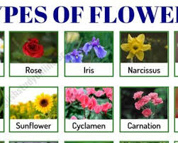 Flowers and plants 14 cascading plants for the garden whether you call them spillers, trailers or cascaders, these plants make great additions to a potted garden or hanging basket for softening edges of the container and helping to blend it into the landscape. Weather Words Useful List Of English Weather Words And Vocabulary English Study Online Popular Flowers Types Of Flowers Weather Words