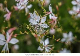Image result for Oenothera lindheimeri