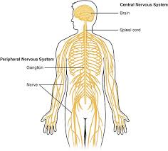 The cns is responsible for the control of thought central nervous system (cns) definition. Central Nervous System Wikiwand