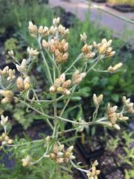 Image result for Gnaphalium