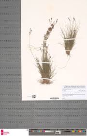 Image result for Bulbostylis pusilla