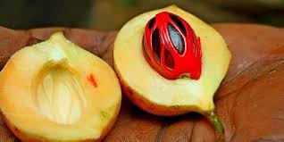 Buah pala in english language is nutmeg. Buah Pala Steemit