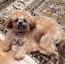 We did not find results for: Treating A Dog Mold Allergy Mold In The Home