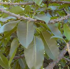 Image result for Ficus pseudomangifera