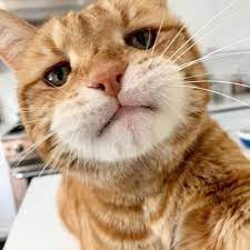 Pin By Emilia On động Vật Kucing Oranye Kucing Cantik Anak Kucing Gemas