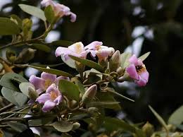 Image result for Lagunaria patersonia