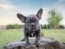 The French Bulldog- Lilac Grey French Bulldog Puppies 5/14/20