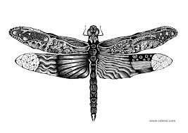 Drawing a Dragonfly – Rebexi