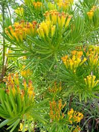 Image result for Senecio barbertonicus