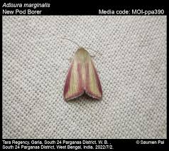 Image result for Mohria marginalis