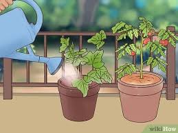 We did not find results for: How To Manage A Balcony Garden 12 Steps With Pictures Wikihow