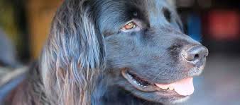 Image result for flat coated retrívr