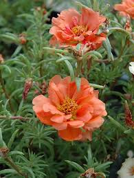 Portulaca Sundial Mango Flower Seeds Annual 75 Etsy Portulaca Flowers Flower Seeds Mango Flower