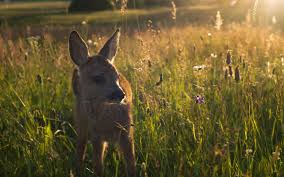 Wann läuft was im tv sucher. Deutsche Wildtier Stiftung Die Wiese Kommt Ins Fernsehen