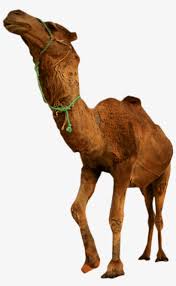 Australian feral camels are feral populations of dromedaries (camelus dromedarius) in australia. Desert Camel Standing Png Image Desert Transparent Background Free Transparent Png Download Pngkey