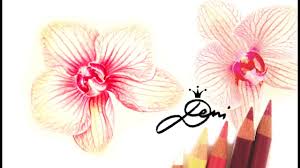 Die letzte orchideenblüte ist vertrocknet und abgefallen. Orchidee Zeichnen Nach Einer Echten Blume How To Draw A Flower Kak Se Risuva Cvete Orhideya Youtube