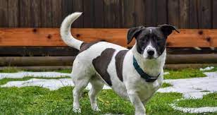 Check spelling or type a new query. Lab Terrier Mixes Which Dog Is The Perfect Pet For You K9 Web