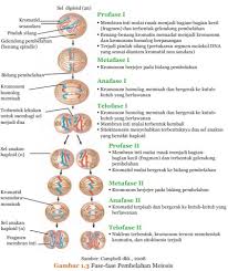Pembelahan Sel Mitosis Dan Meiosis Greatedu Mitosis Belajar Teori