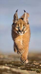 Pin On Wonderful Animals