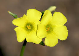 Image result for Oxalis pes-caprae