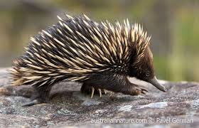 Echidna Eating Ants Google Search Australian Animals Australia Animals Australian Animals Australian Mammals