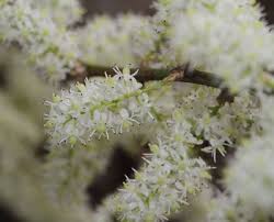 Image result for Schrebera trichoclada