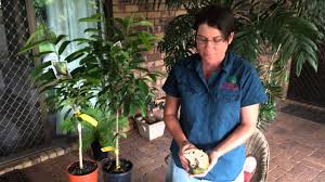 The fruit is common to tropical areas. Soursop Tree Graviola Guanabana Grafted Varities Youtube