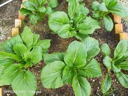 Sawi juga dapat hidup di berbagai tempat. Tanam Sawi Dalam Petak Tanaman Cara Mudah Nak Uruskannya Keluarga