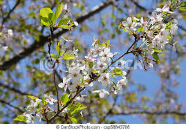 In the world of flowers, white magnolia. Yoshino Cherry Flowering Tree Latin Name Prunus Yedoensis Somei Yoshino Canstock