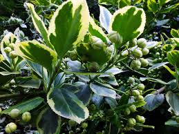 Image result for Euonymus fortunei