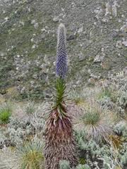 Image result for Carex runssoroensis