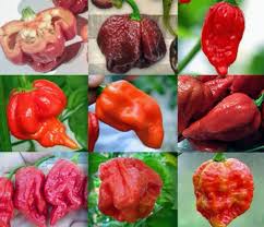 What Is The Hottest Pepper In The World Stuffed Peppers Stuffed Hot Peppers Super Hot Peppers