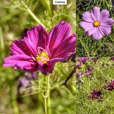 Cosmos Cosmos Bipinnatus Type Annual Exposure Full Sun Water Regular These Mexican Natives Can Reach As Tall As 8ft 2 4m With Sun And Water Plants Bloom