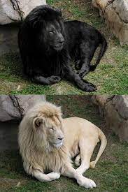 Original Photo White Lion Photoshopped Image Black Lion There Are No Known Black Lions In Existence And Given Lion Pictures Black Lion Melanistic Lion