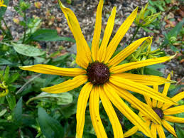 It attracts butterflies and comes in a variety of colors including blue, indigo, violet, white, red and pink. How To Learn Botanical Latin Plant Names And Remember Them