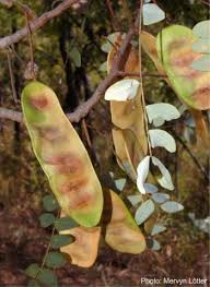 Image result for Albizia antunesiana