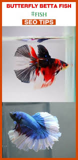 Butterfly Betta Fish Fish Niches Seo Keywords Animals Betta Fish Tank Bet Betta Fish Tank Betta Fish Bowl Betta
