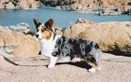 pembroke welsh corgi puppies for sale - Best Prices Online