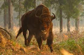 552 de urşi, 657 de lupi şi 482 de pisici sălbatice. Vezi Ce Animale Sunt Protejate Prin Lege In Romania DeÈ™tepÈ›i Ro