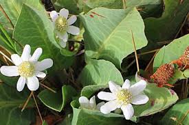 Image result for Lactuca imbricata