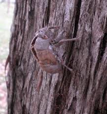 Maybe you would like to learn more about one of these? Insects Wangiwriter S Blog