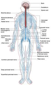 And the autonomic, or involuntary, component. Peripheral Nervous System Read Biology Ck 12 Foundation