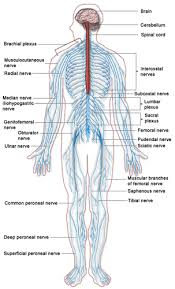 Cns (central nervous system) & pns (peripheral nervous system). Peripheral Nervous System Read Biology Ck 12 Foundation