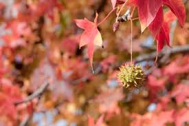 Image result for Altingiaceae