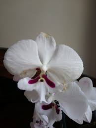 Image result for puklice na orchideích obrázek