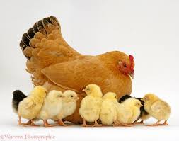 Ayam jawa yang sehat merupakan ayam salah satu yang menjadi alasan banyak orang menyukasi daging ayam jawa adalah daging yang dihasilkan lebih kenyal daripada ayam potong. Pembekal Anak Ayam Kampung Kacuk Dan Makanan Ayam Home Facebook