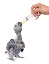 Instructions For Hand Feeding Baby Birds