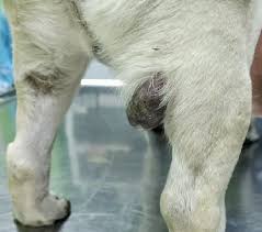 Image result for mastocytoma in dogs